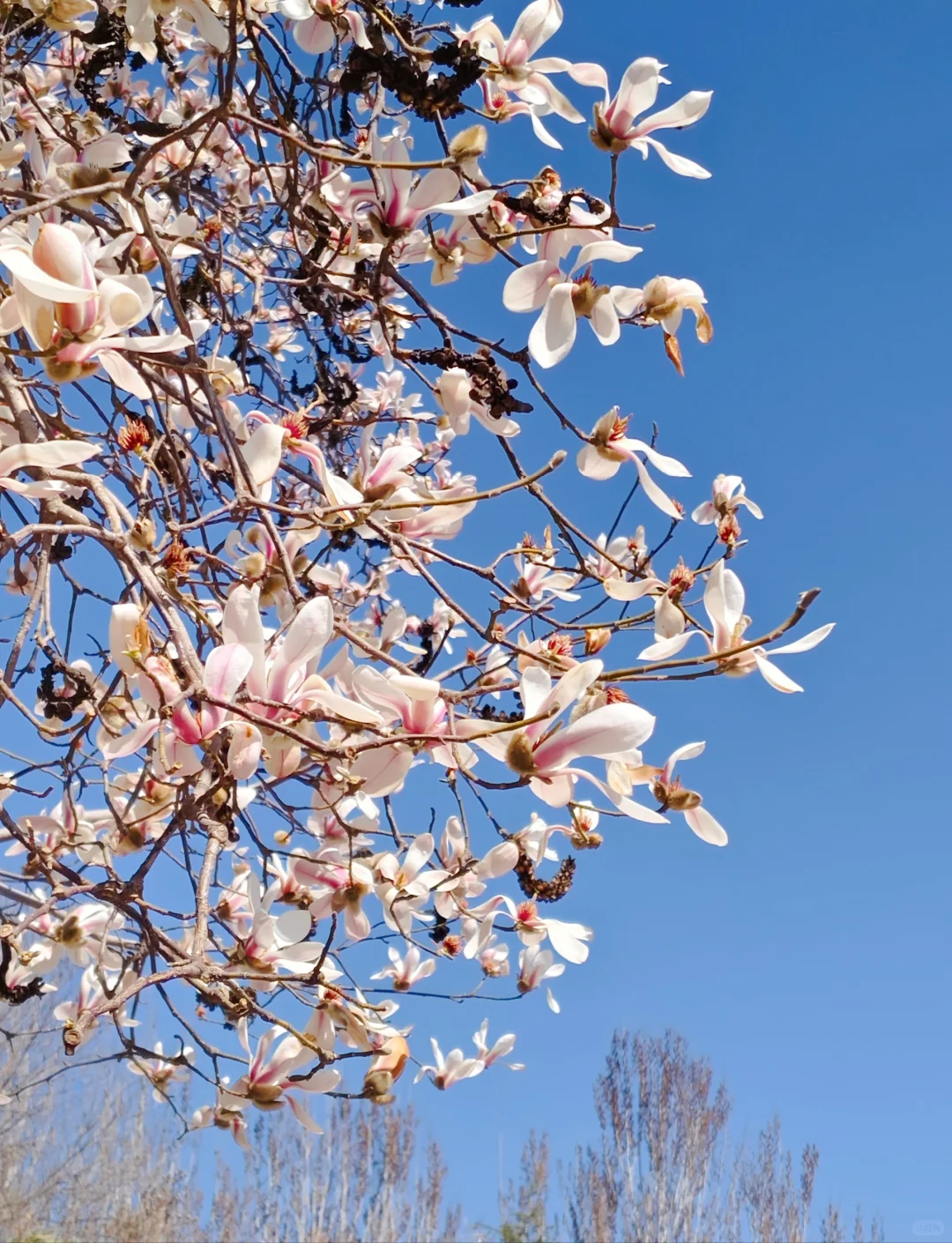 唐山|看!是春天呀🌸🌸🌸