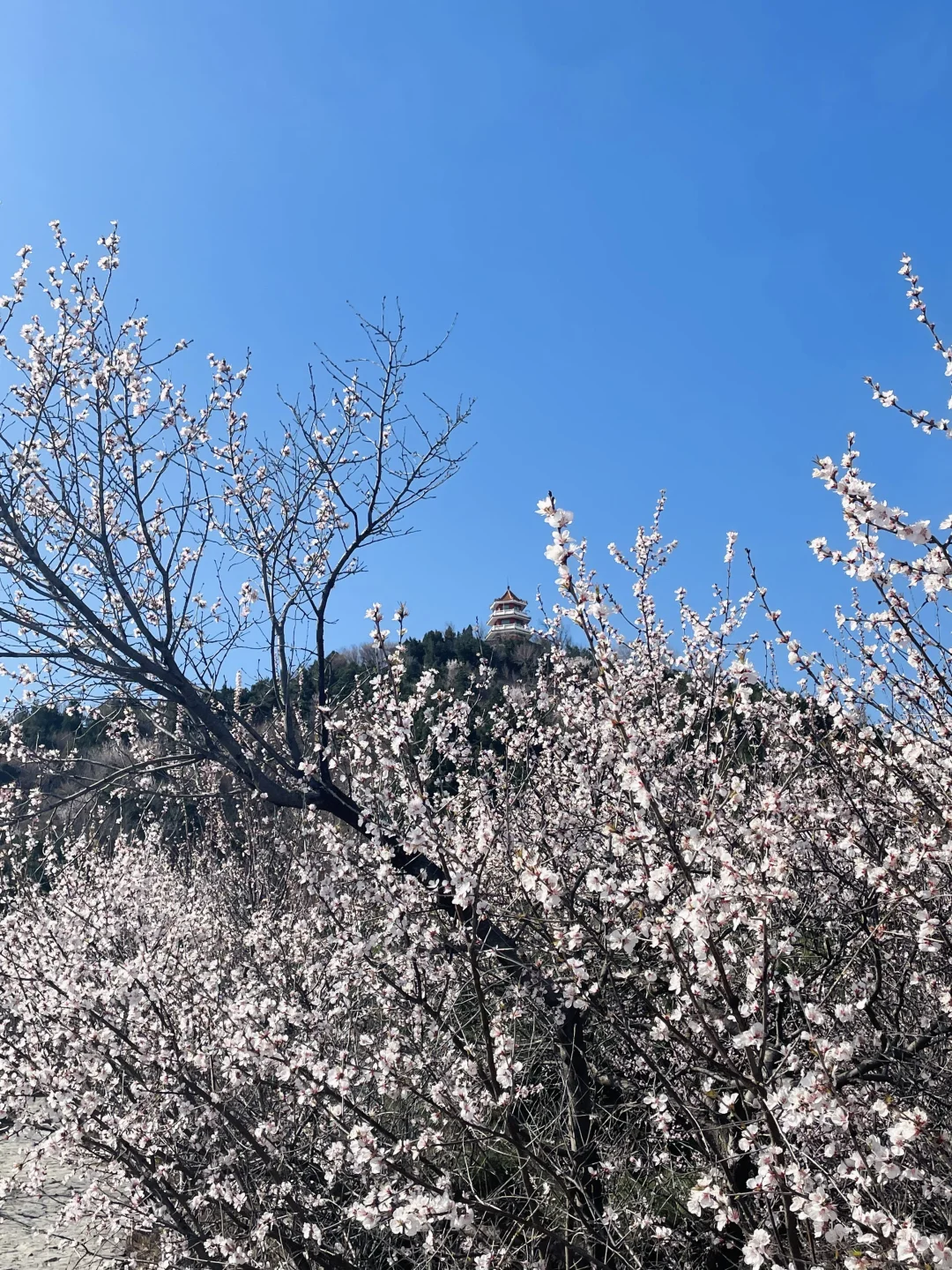 3.21百望山实况🌸 附4条赏花路线✅