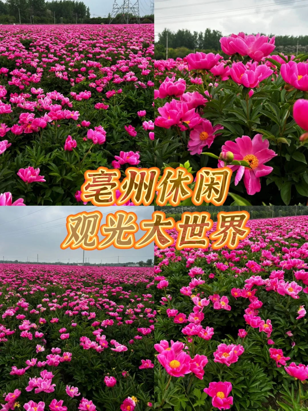 安徽3-4月必去的十大赏花胜地🌸