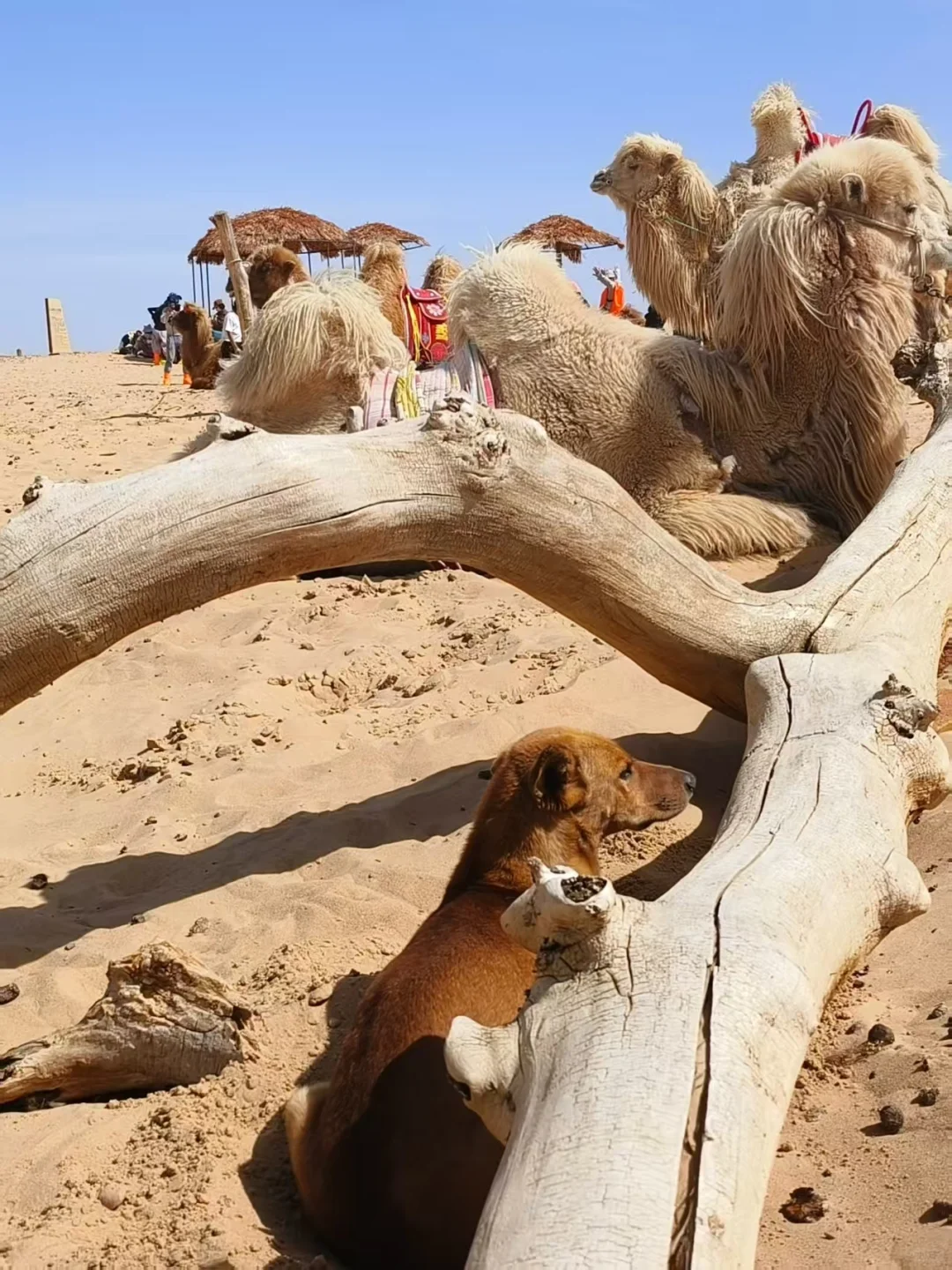 长春出发2️⃣天1️⃣晚，不到500💰完成