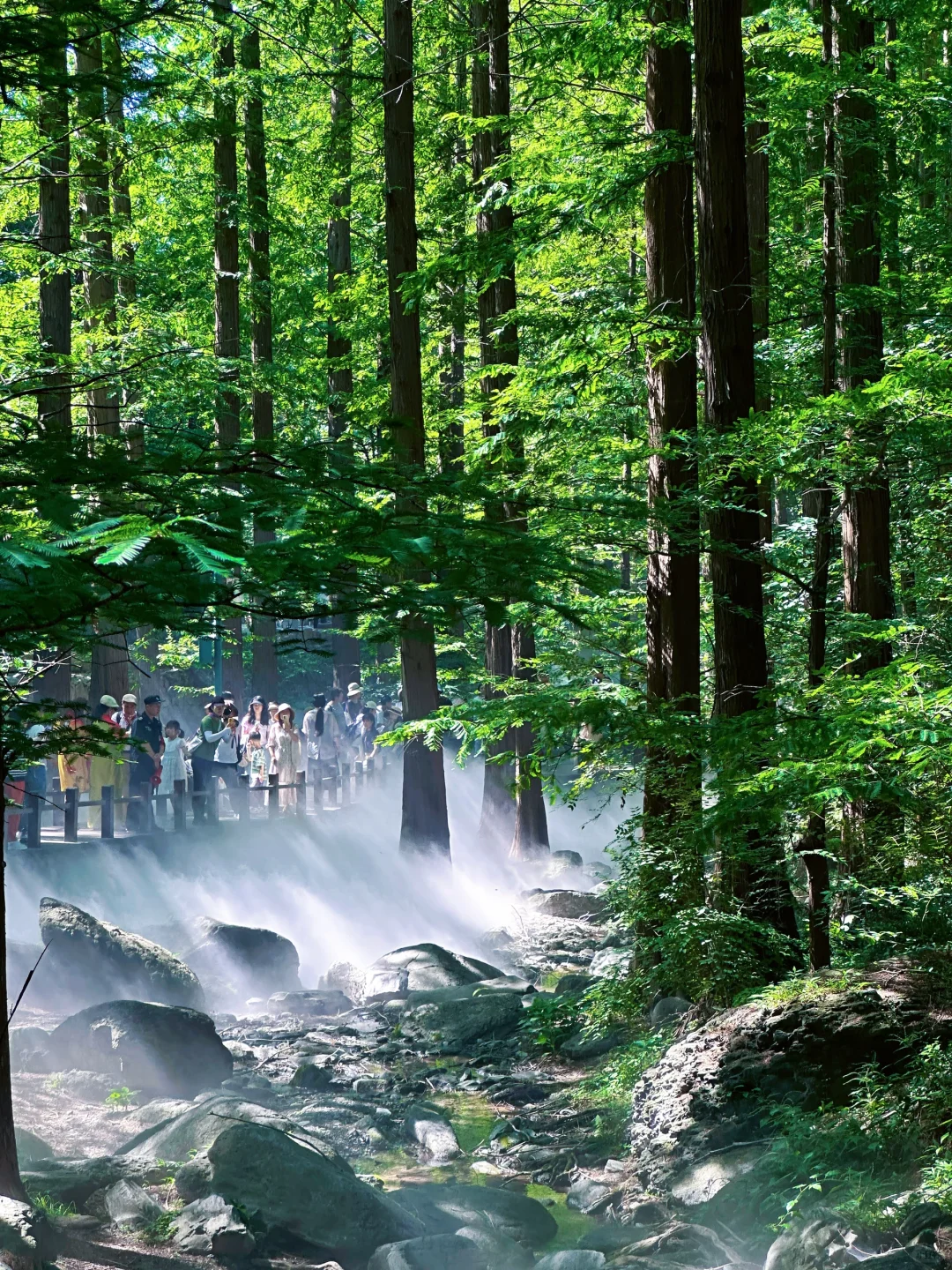 误入仙境，天然氧吧，迷雾森林 🌳🌲🐿️