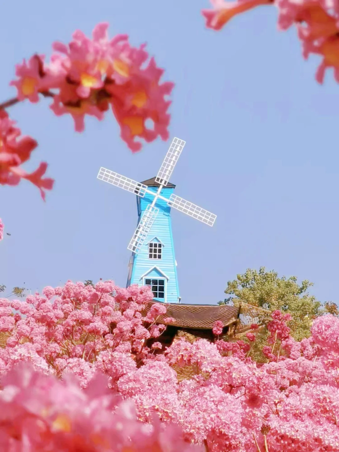 600亩紫花风铃盛开了🌸走进动漫里的花海