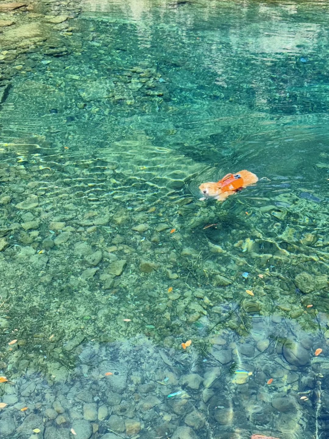 桐庐遛狗 | 芦梅线玩水