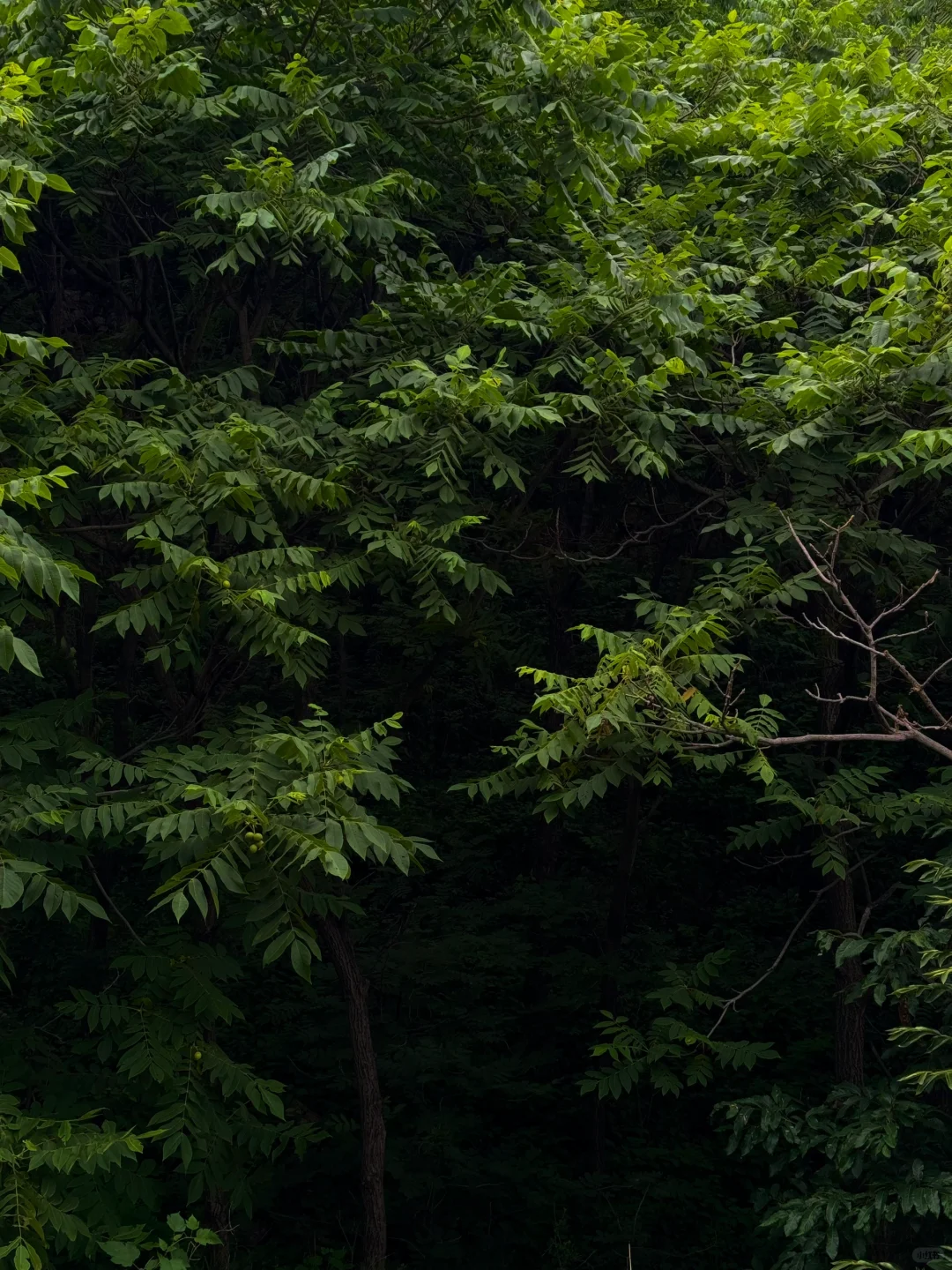 距离邯郸🚗1.5h的小众森林🌲🌲