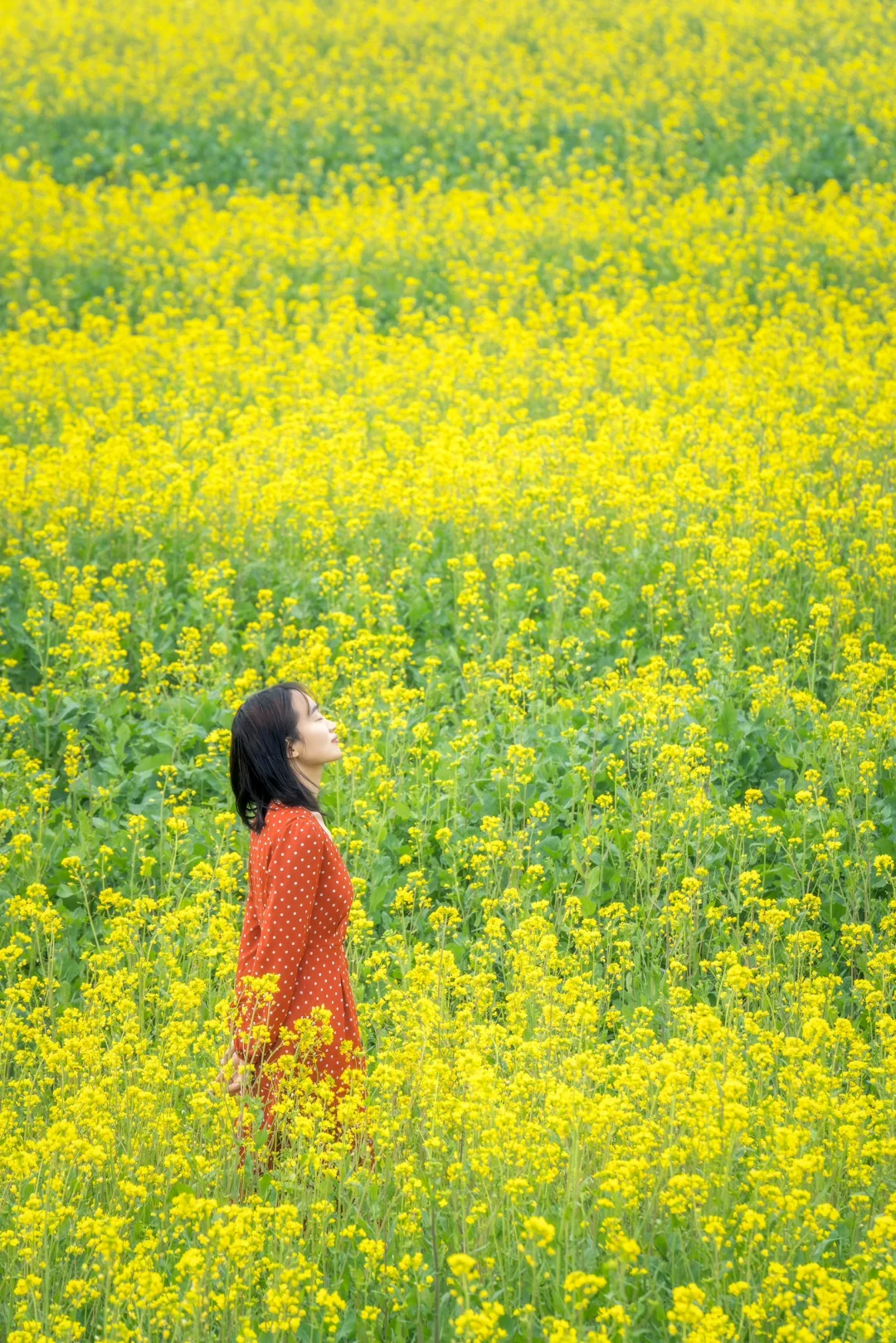 武汉油菜花海美爆了🌼本周六开园，送票❗️