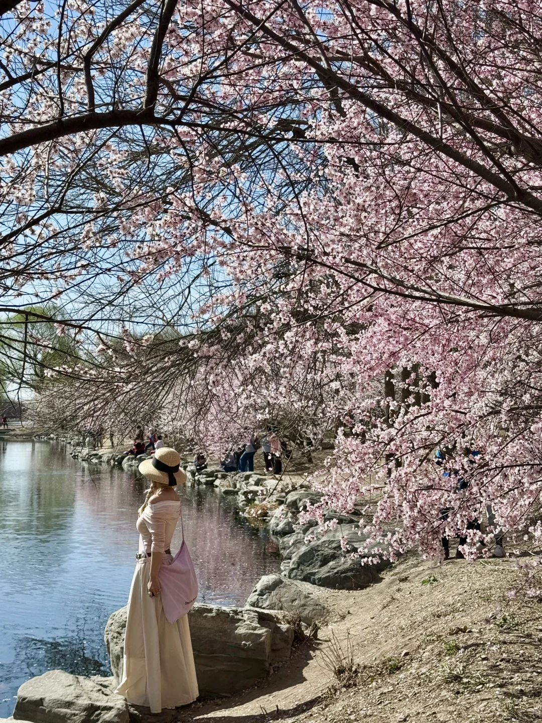 拒绝市区人挤人🌸圆明园的锦鲤桃花溪太香了