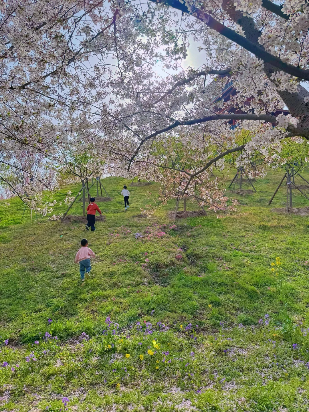 接下来的郑州将是一片樱花海🌸