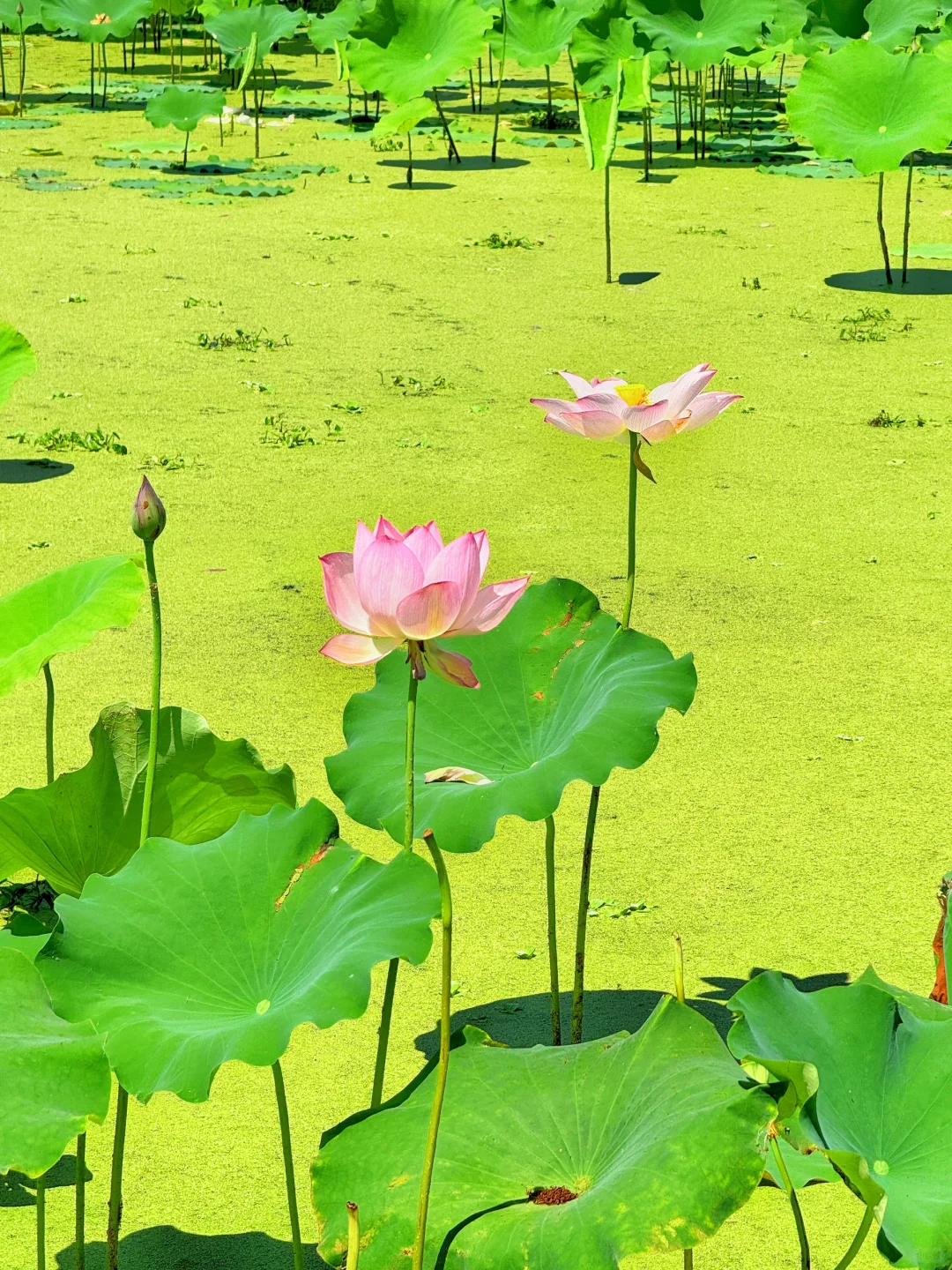 本以为西湖已经够美了，直到来了这里…………