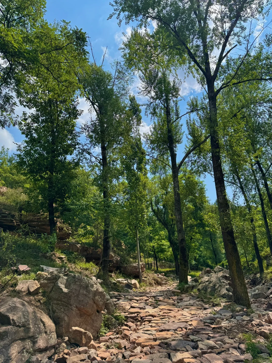 距离邯郸🚗1.5h的小众森林🌲🌲