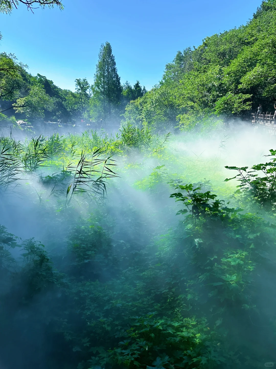 误入仙境，天然氧吧，迷雾森林 🌳🌲🐿️