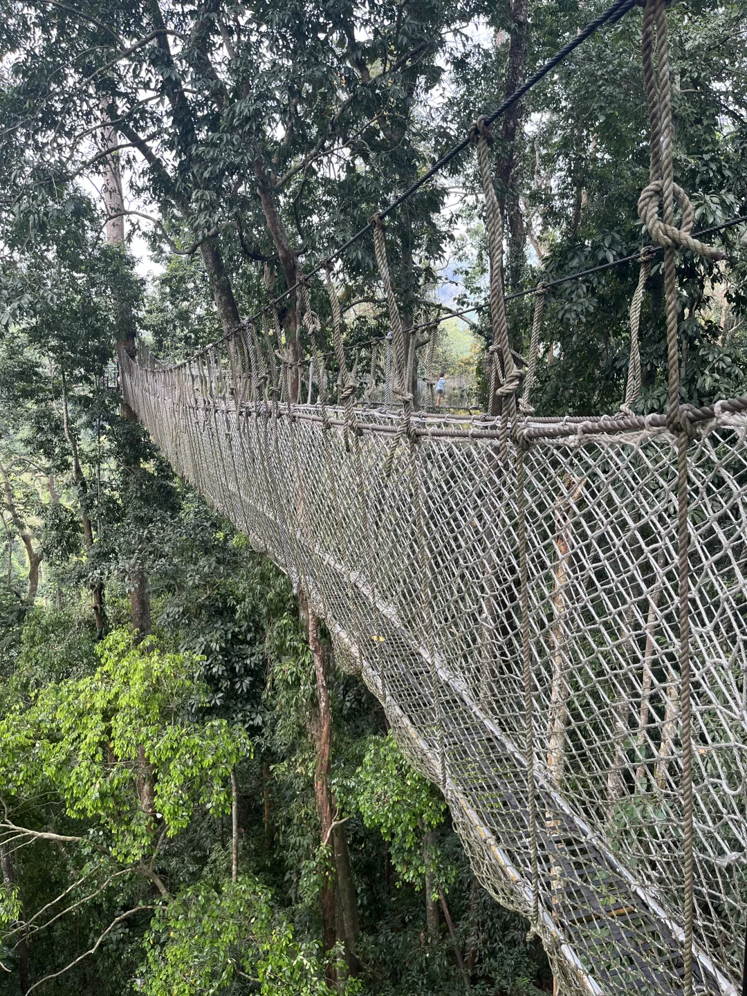 望天树景区现状
