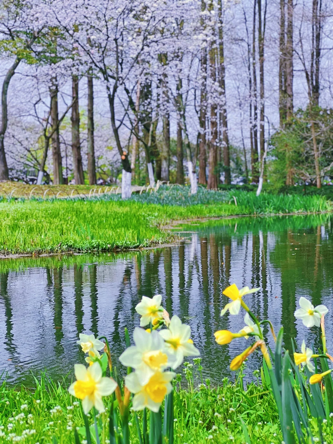 我在杭州上春山 | 最推荐的西湖赏春路线❗️