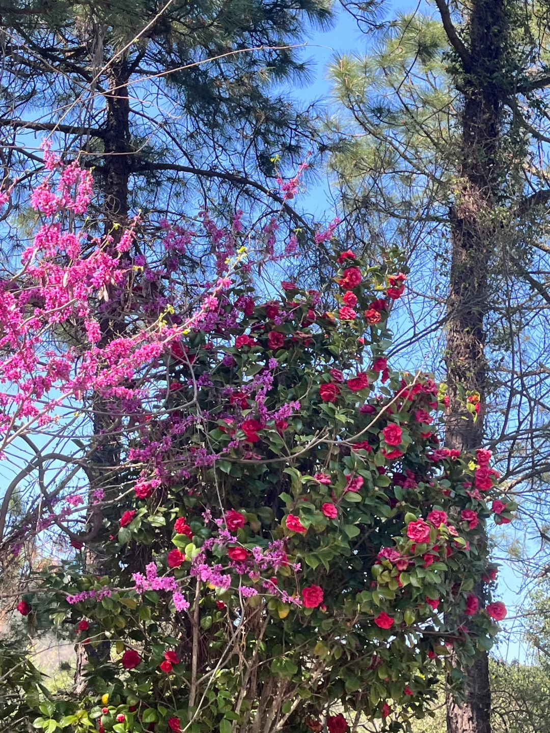 3.30 | 苏州小众踏春赏花景点‼️🤩