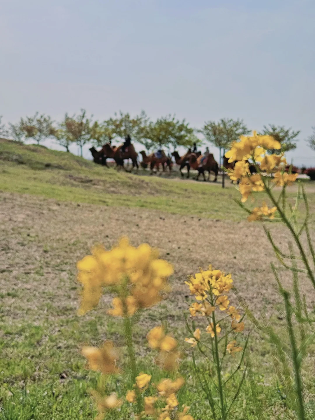 接下来的郑州将是一片樱花海🌸