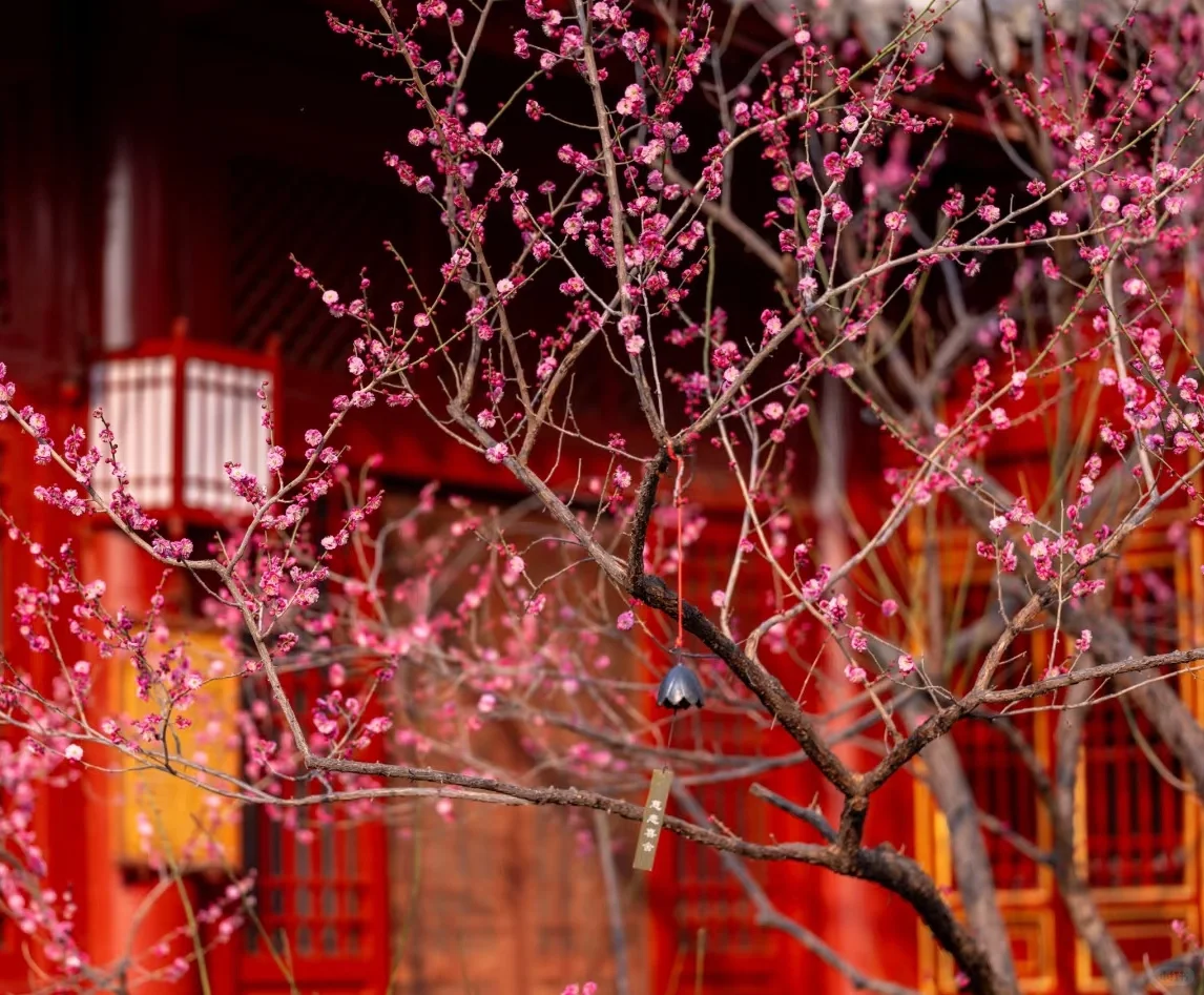 3月邢台 | 邂逅一万次春和景明🌸