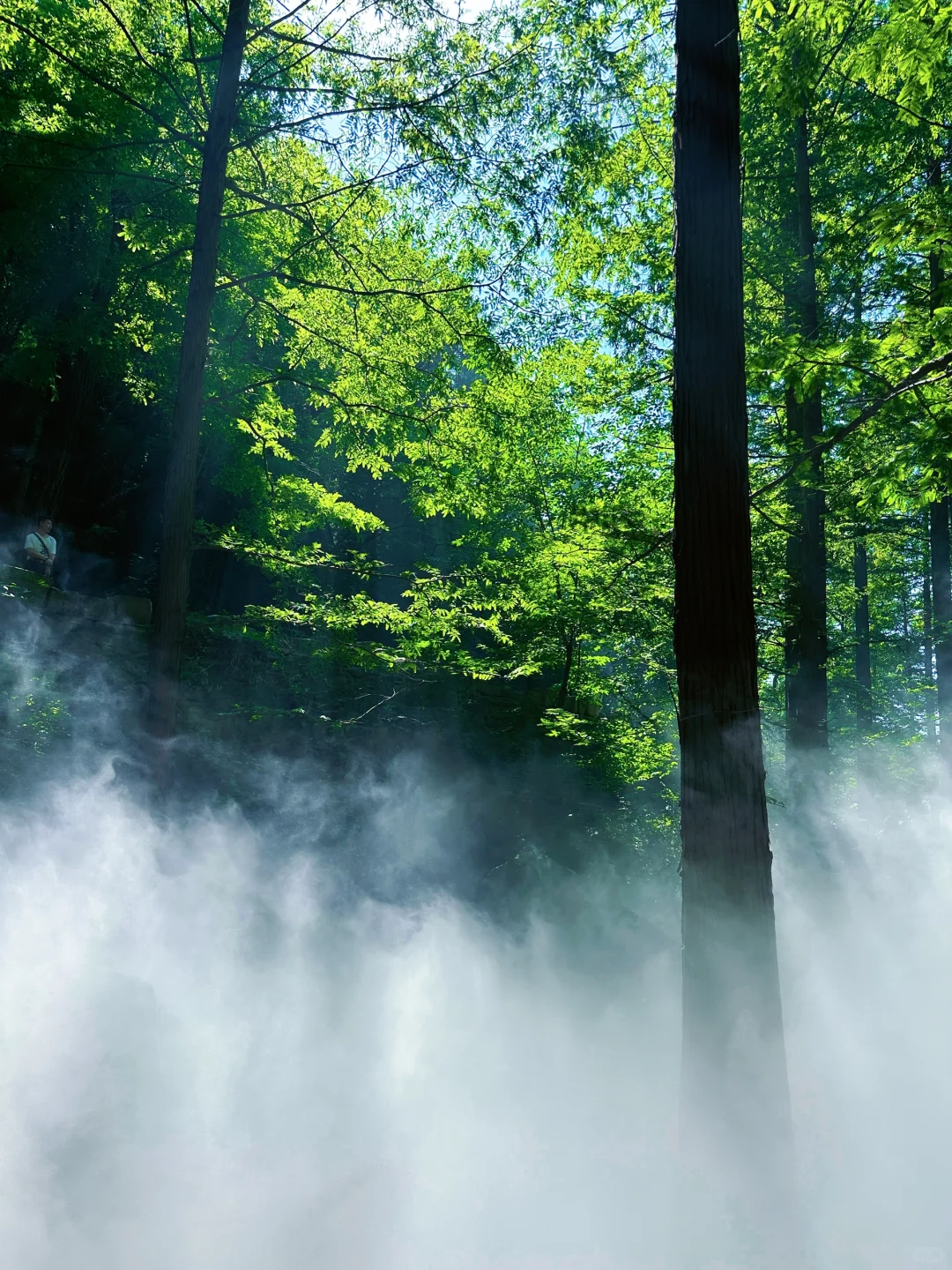 误入仙境，天然氧吧，迷雾森林 🌳🌲🐿️