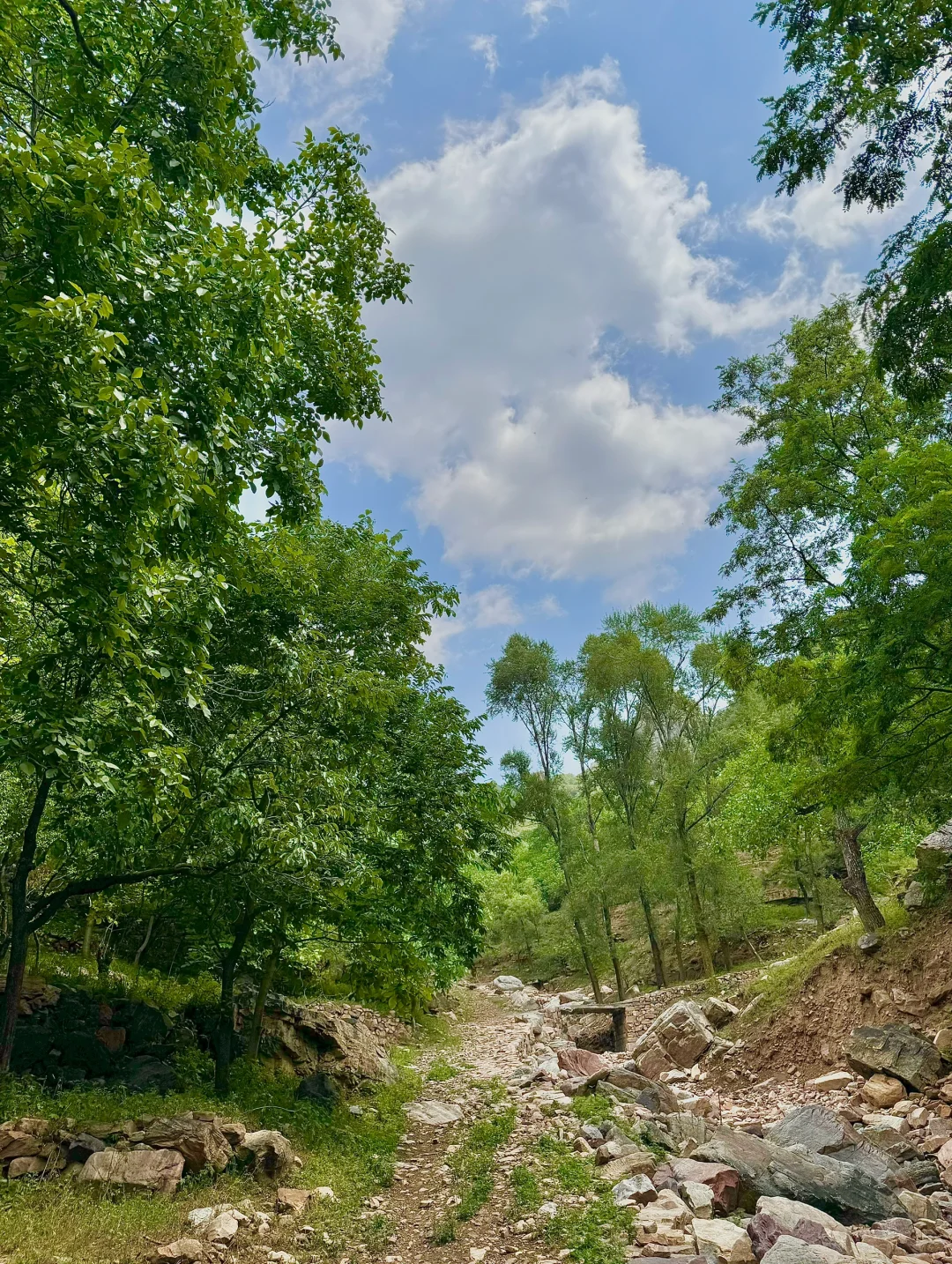 距离邯郸🚗1.5h的小众森林🌲🌲