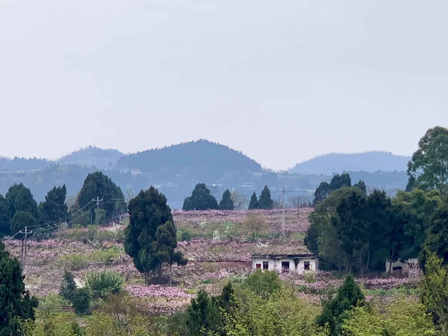 成都徒步|走入油画般的登山步道