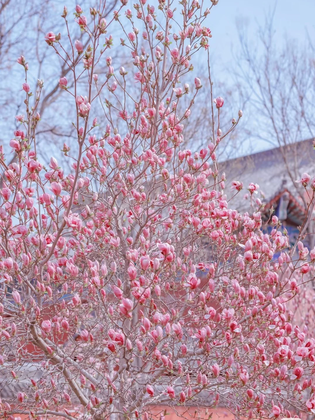 3月邢台 | 邂逅一万次春和景明🌸