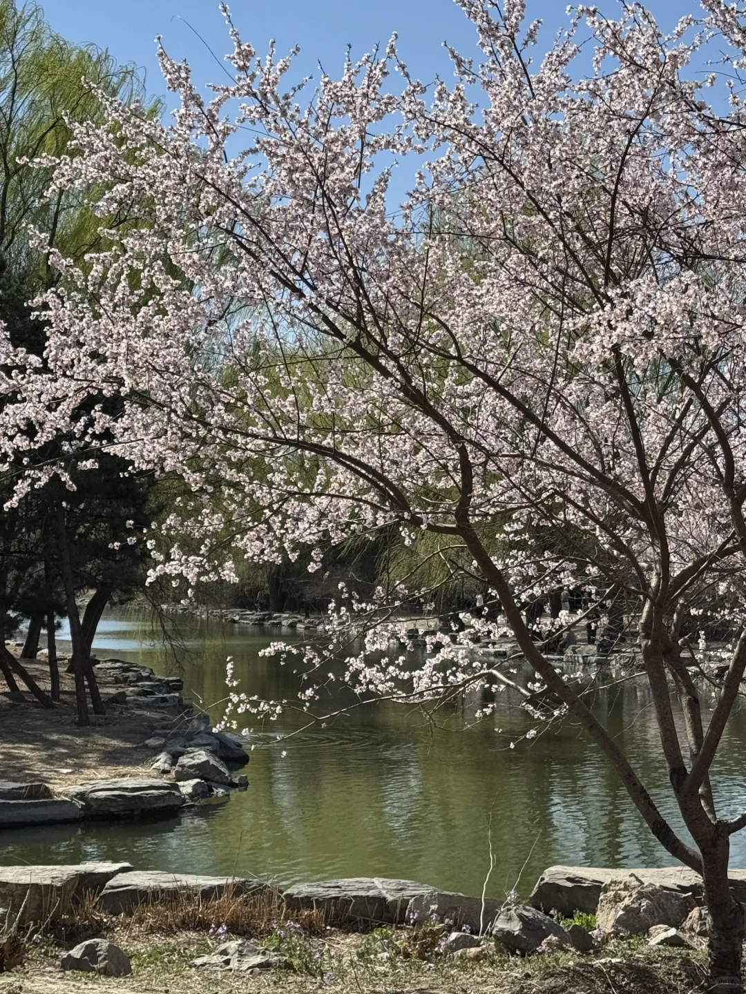 拒绝市区人挤人🌸圆明园的锦鲤桃花溪太香了