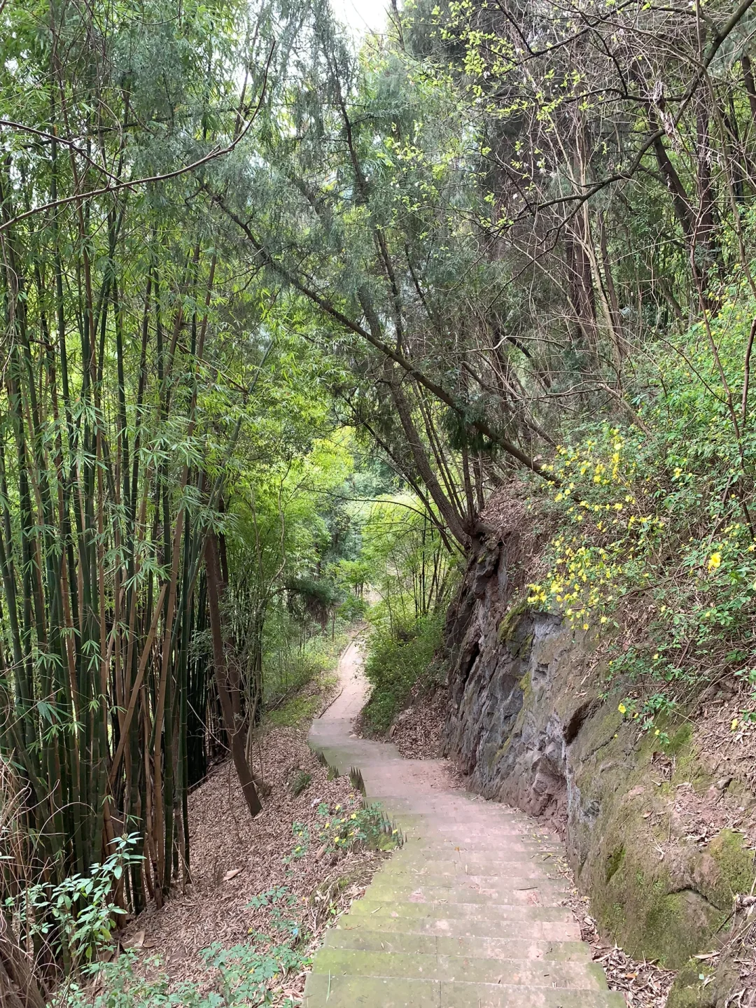 成都徒步|走入油画般的登山步道