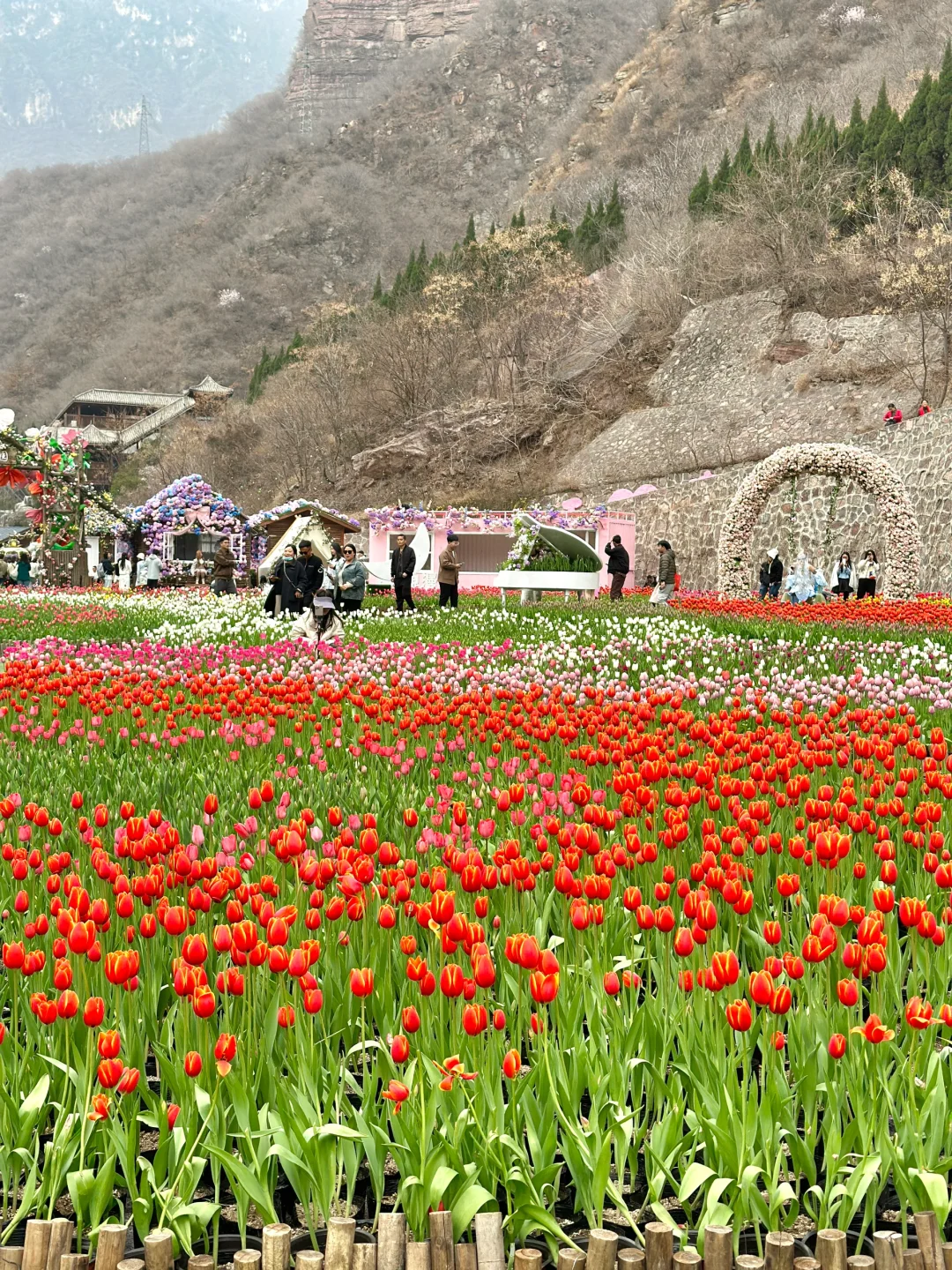 🌷在莫奈花园里