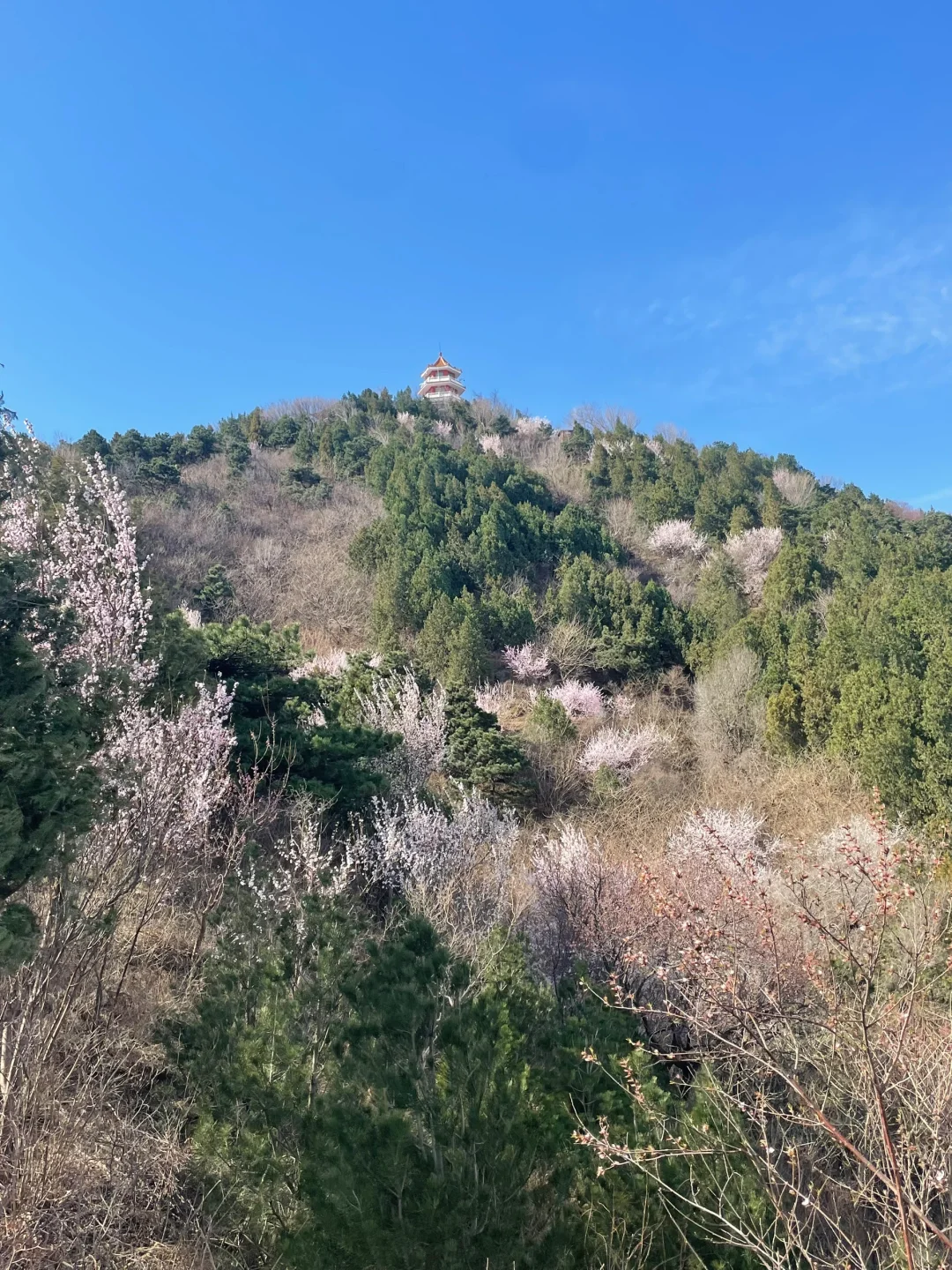 3.21百望山实况🌸 附4条赏花路线✅