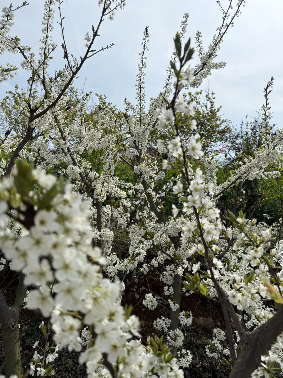 成都1h直达!!小众赏春宝藏地!!人少景美