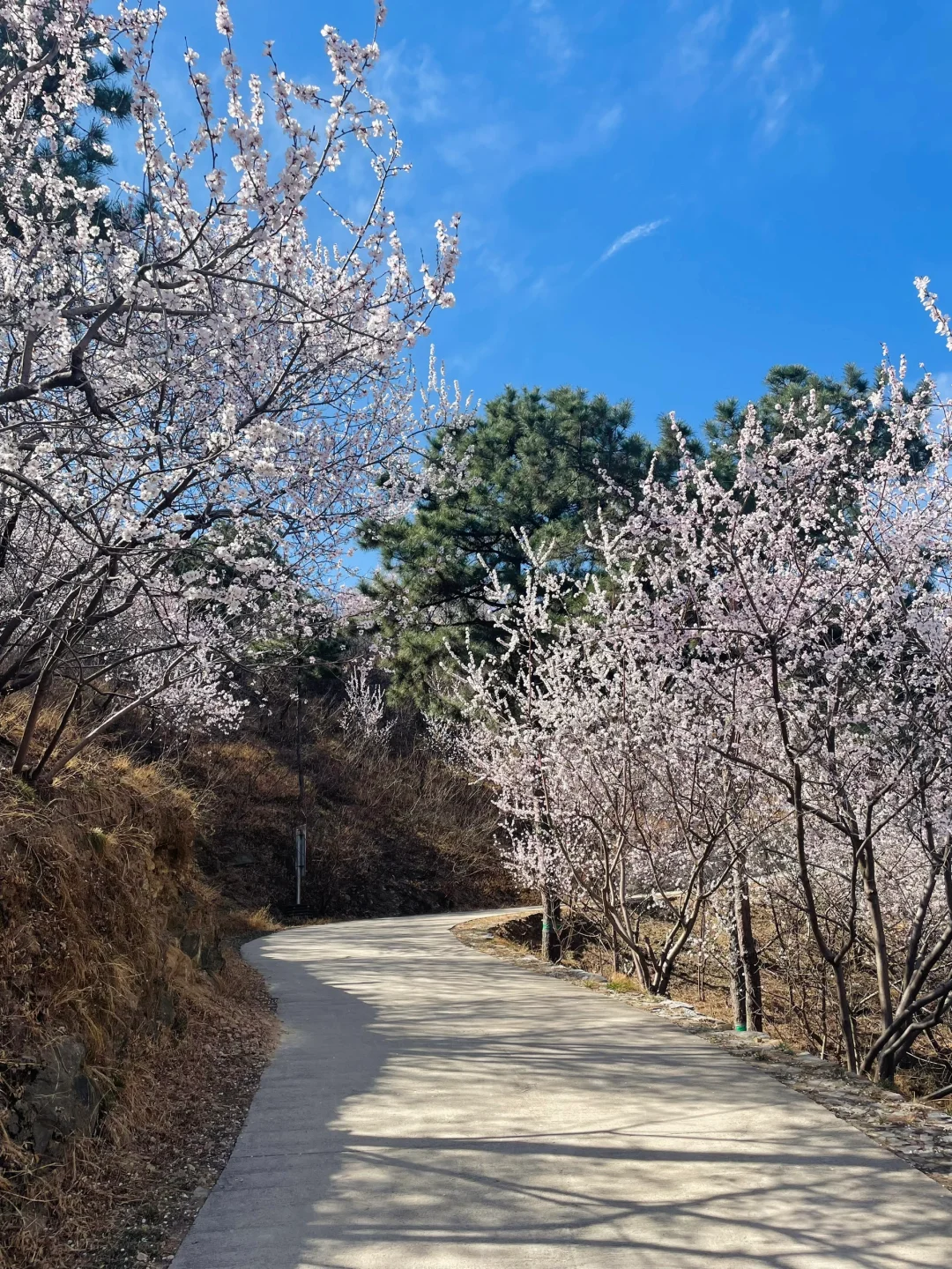 3.21百望山实况🌸 附4条赏花路线✅