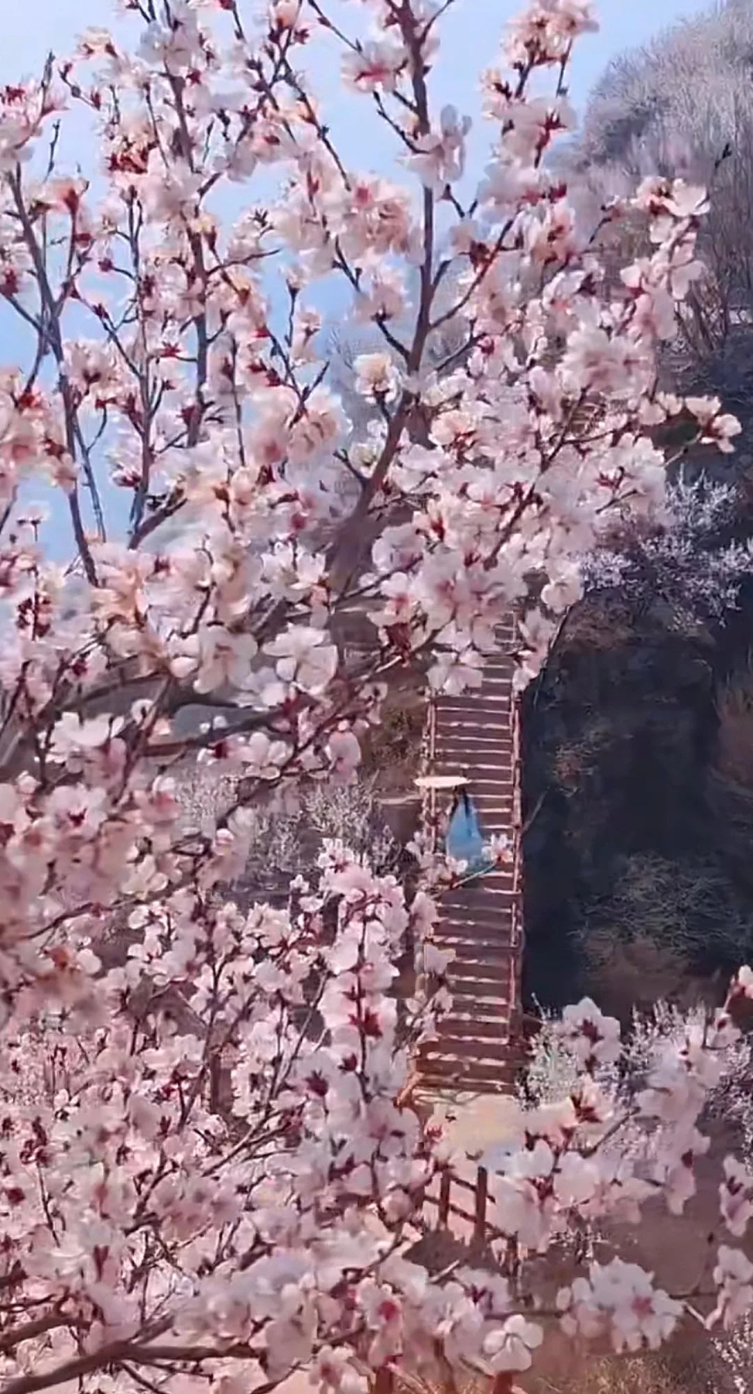 邯郸到古武当山桃花一日游，邯郸春游好去处