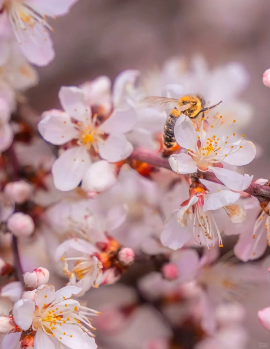 邯郸到古武当山桃花一日游，邯郸春游好去处