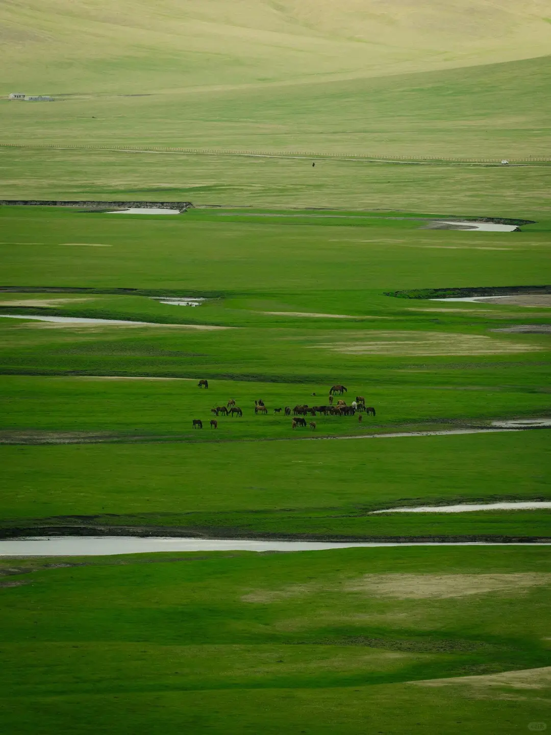 内蒙古的夏天，是一场盛大的浪漫🌷