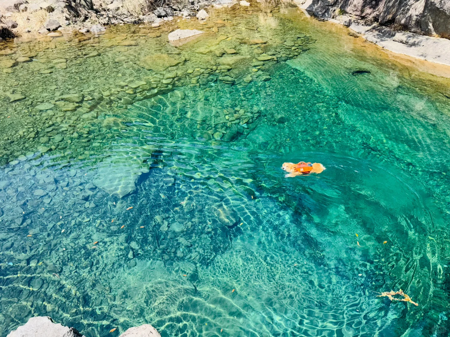 桐庐遛狗 | 芦梅线玩水