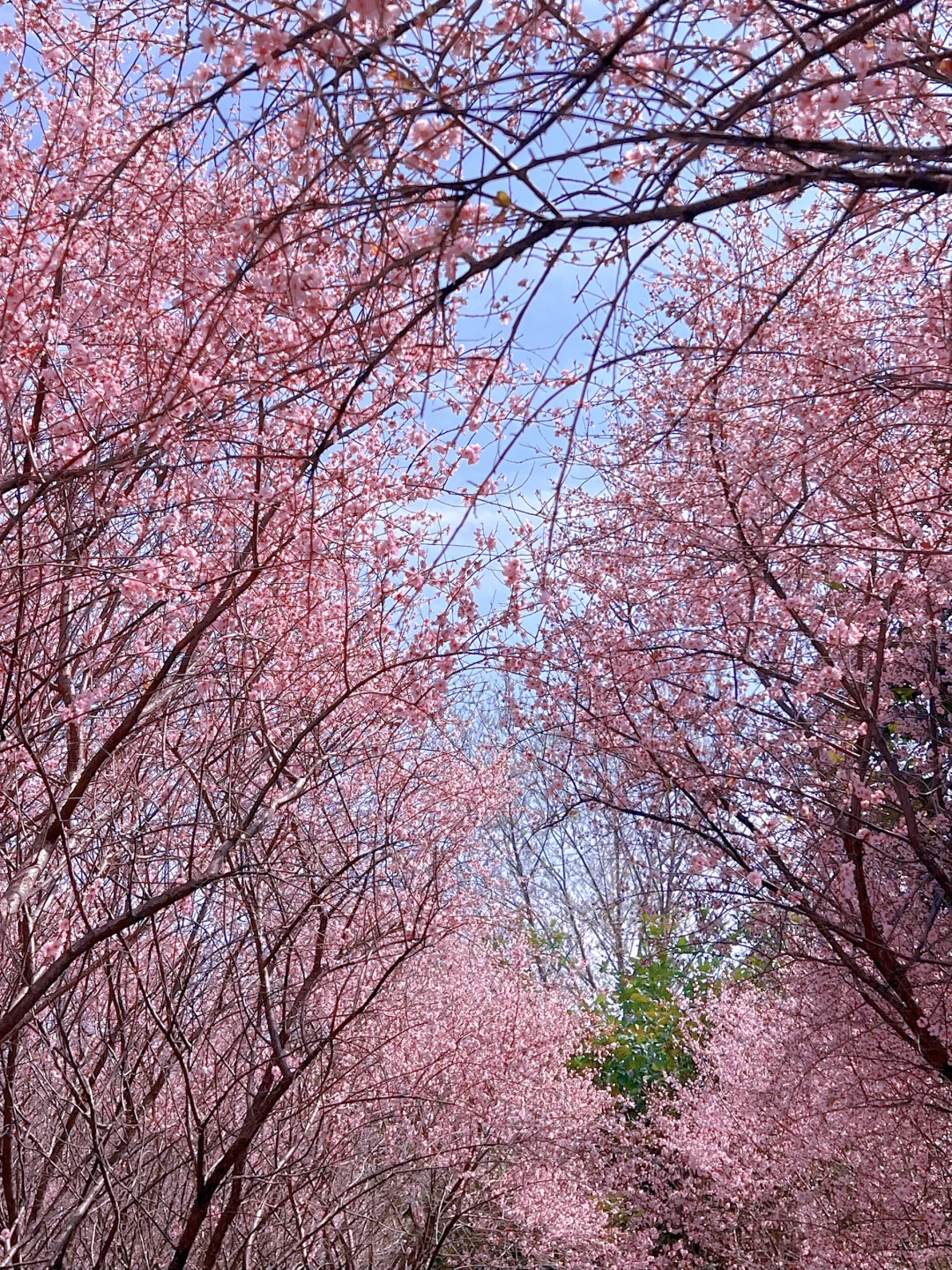 苏州石湖公园樱花盛开！
