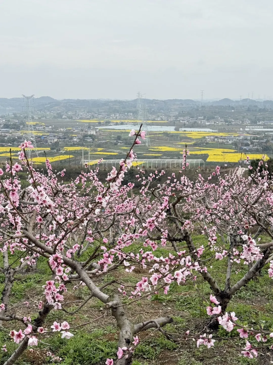 成都1h直达!!小众赏春宝藏地!!人少景美