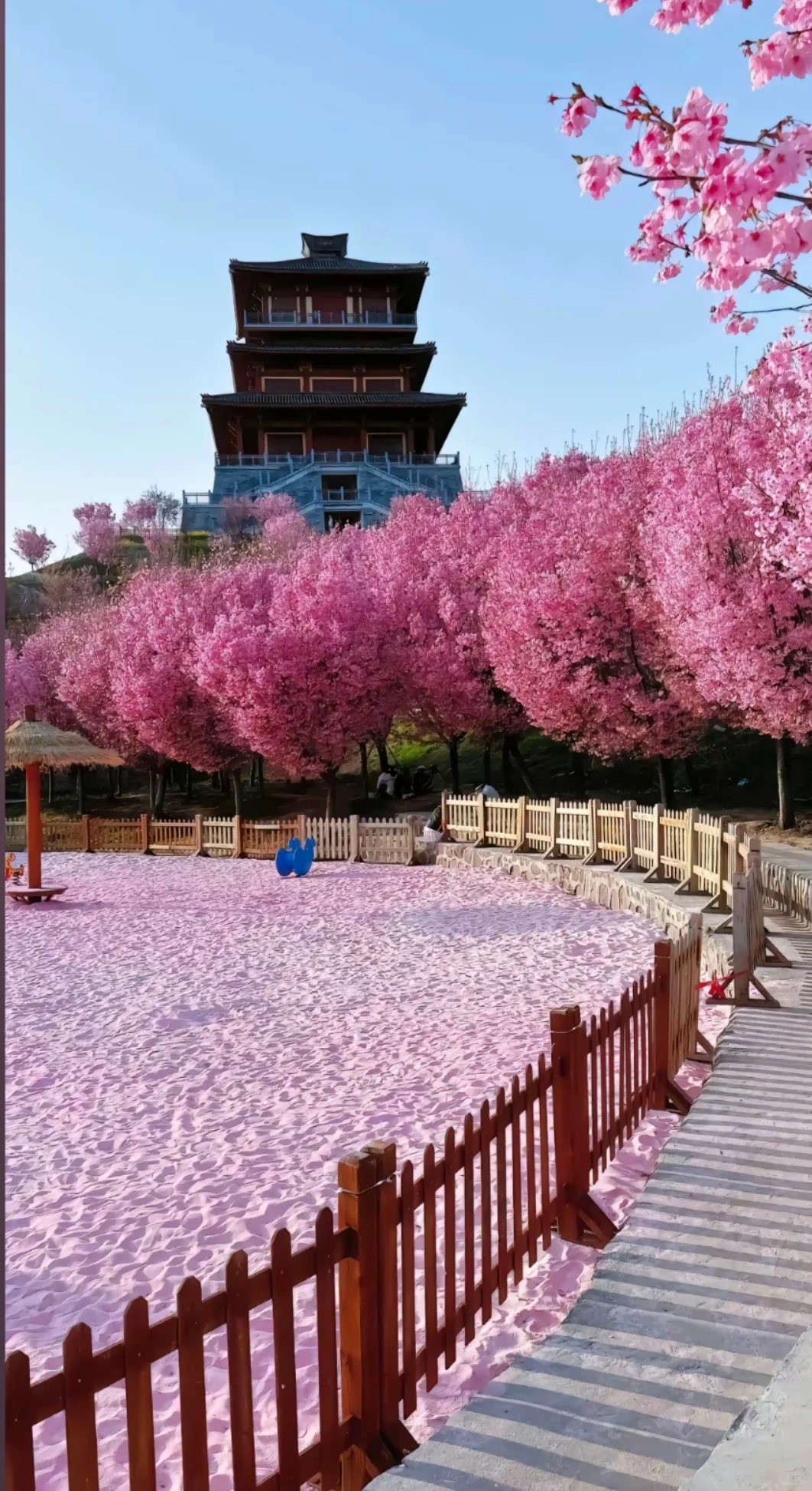 邯郸到武汉赏樱花去啦，樱花树下站谁都美，