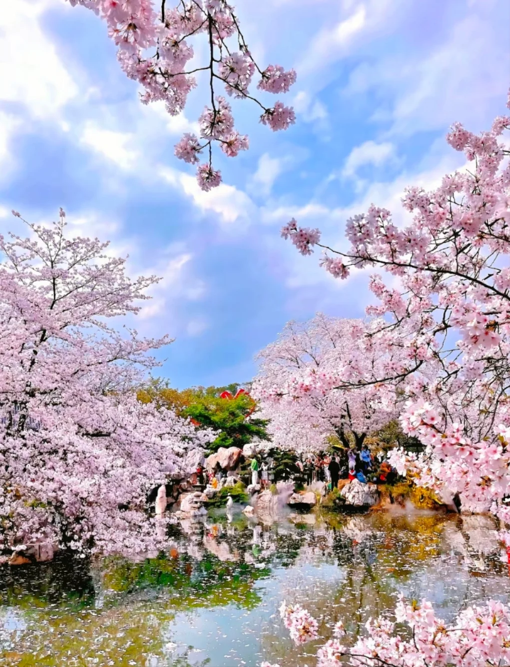 邯郸到武汉赏樱花去啦，樱花树下站谁都美，