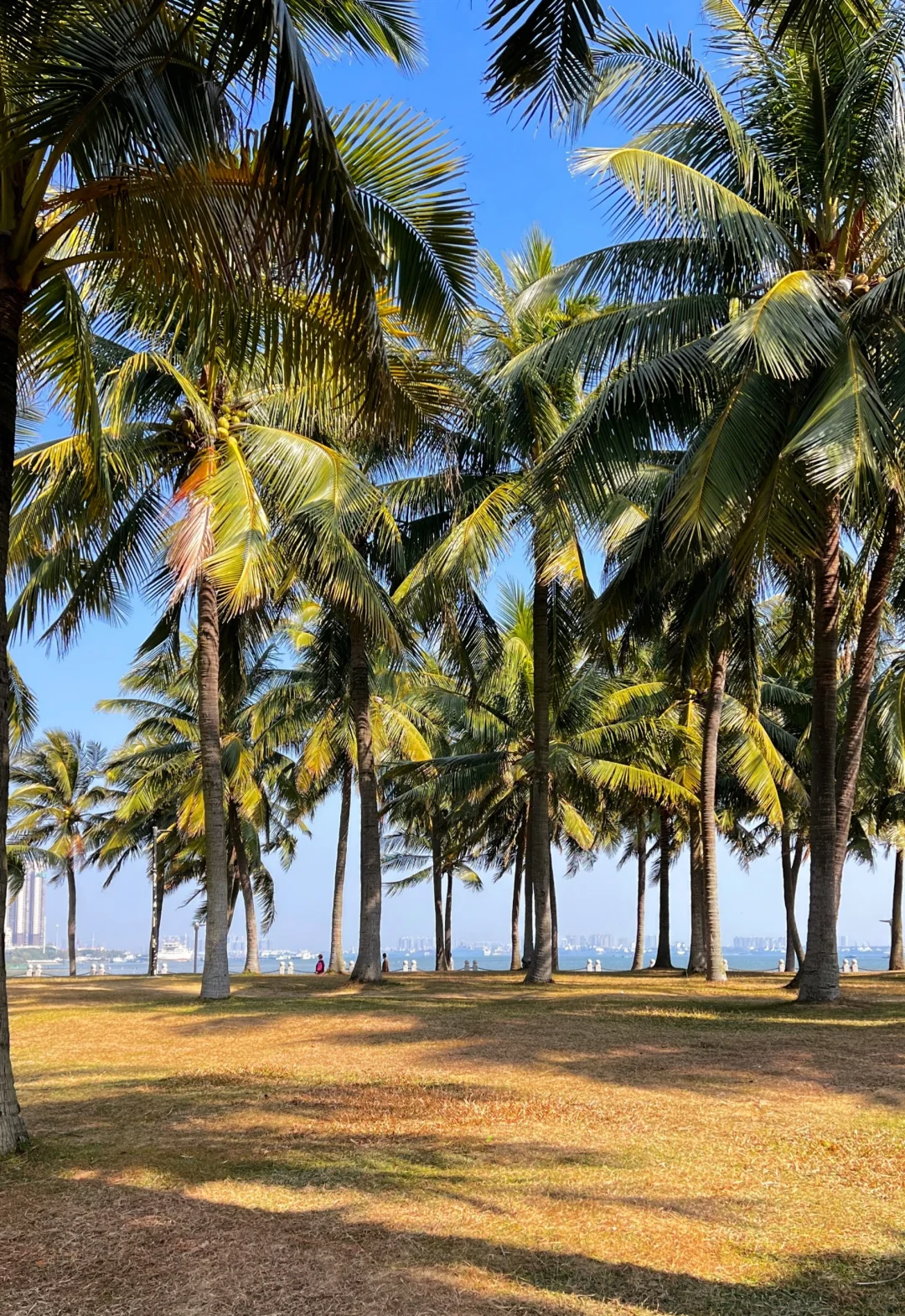 听劝，湛江会惩罚每一个不做攻略的人❗