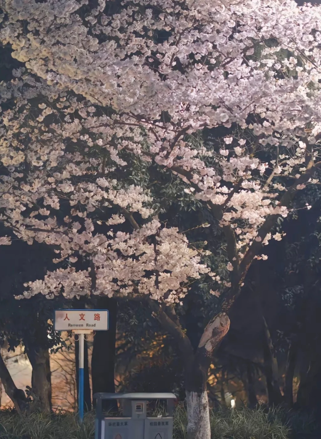 邯郸到武汉赏樱花去啦，樱花树下站谁都美，