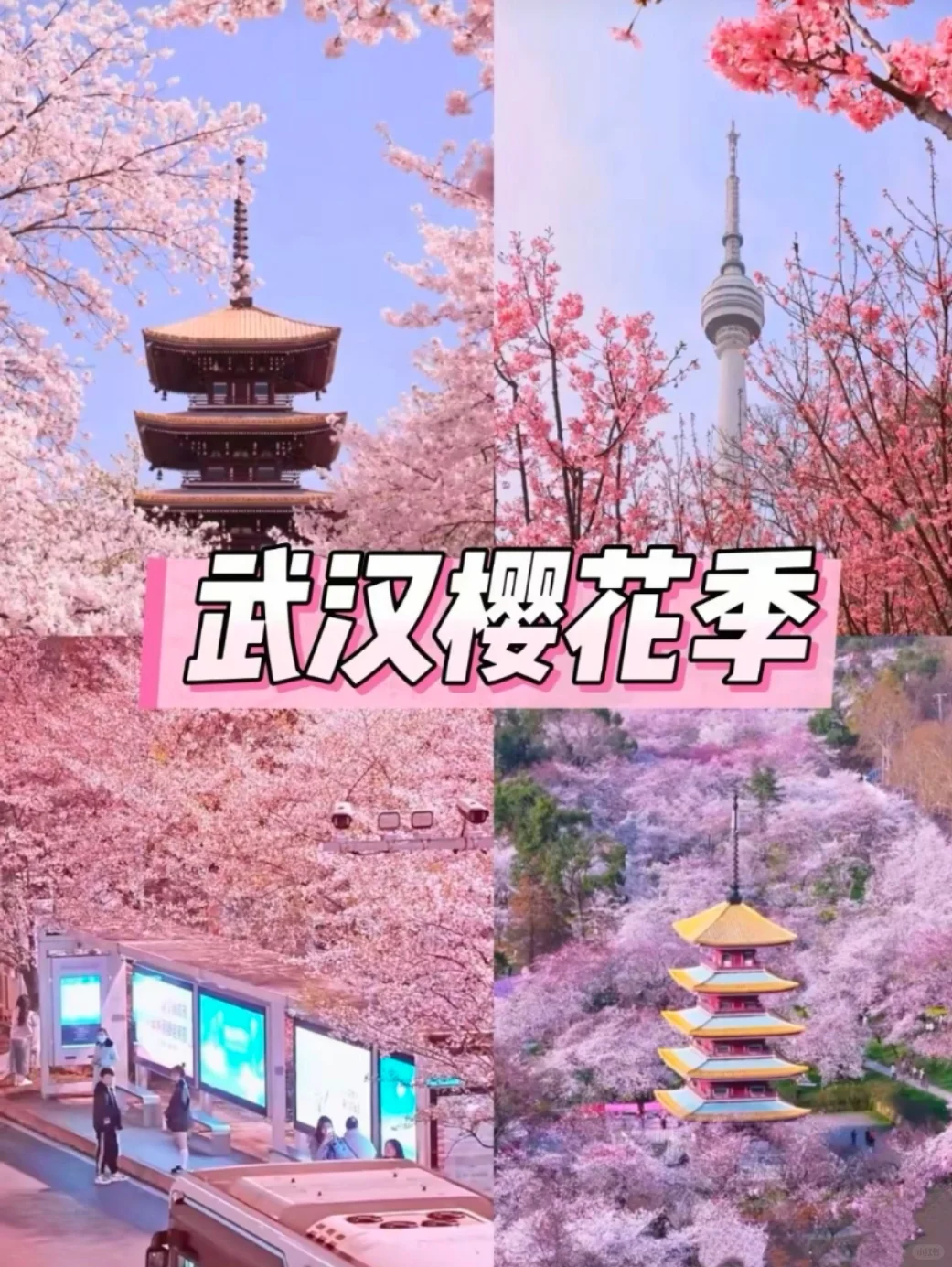 邯郸到武汉赏樱花去啦，樱花树下站谁都美，