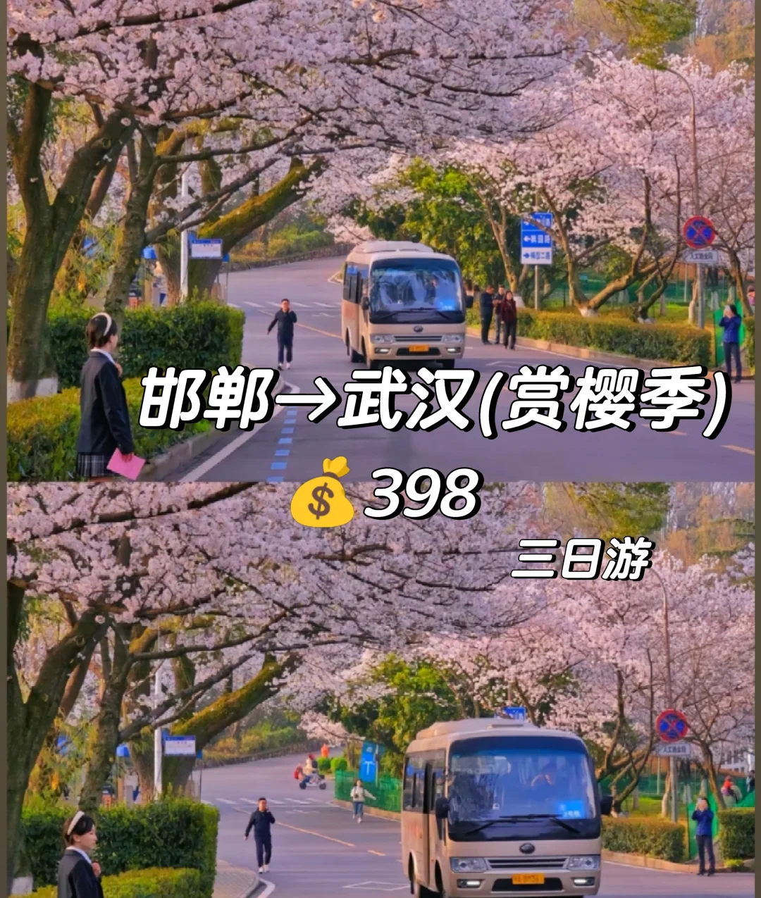 邯郸到武汉赏樱花去啦，樱花树下站谁都美，