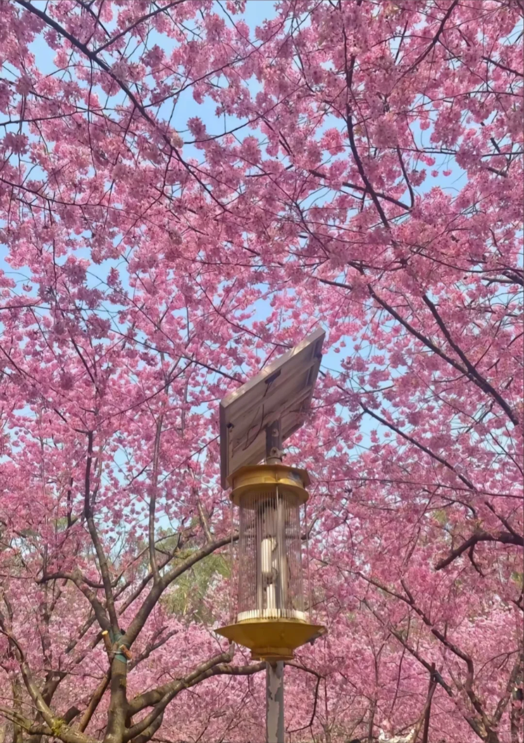 邯郸到武汉赏樱花去啦，樱花树下站谁都美，