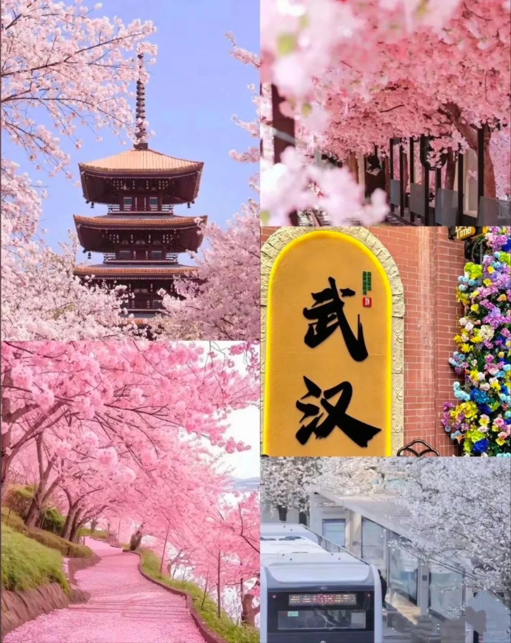 邯郸到武汉赏樱花去啦，樱花树下站谁都美，