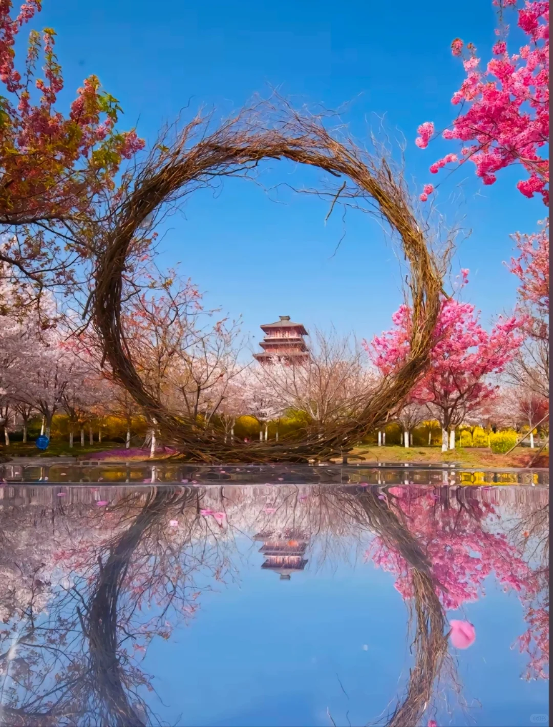 邯郸到武汉赏樱花去啦，樱花树下站谁都美，