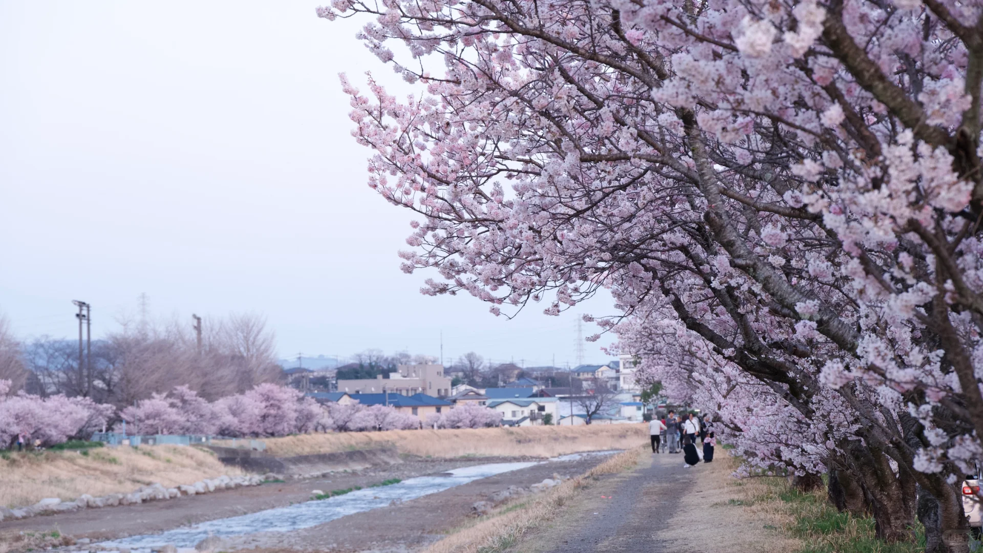 3.23樱花实况 | 跌入神奈川的粉色花海里！