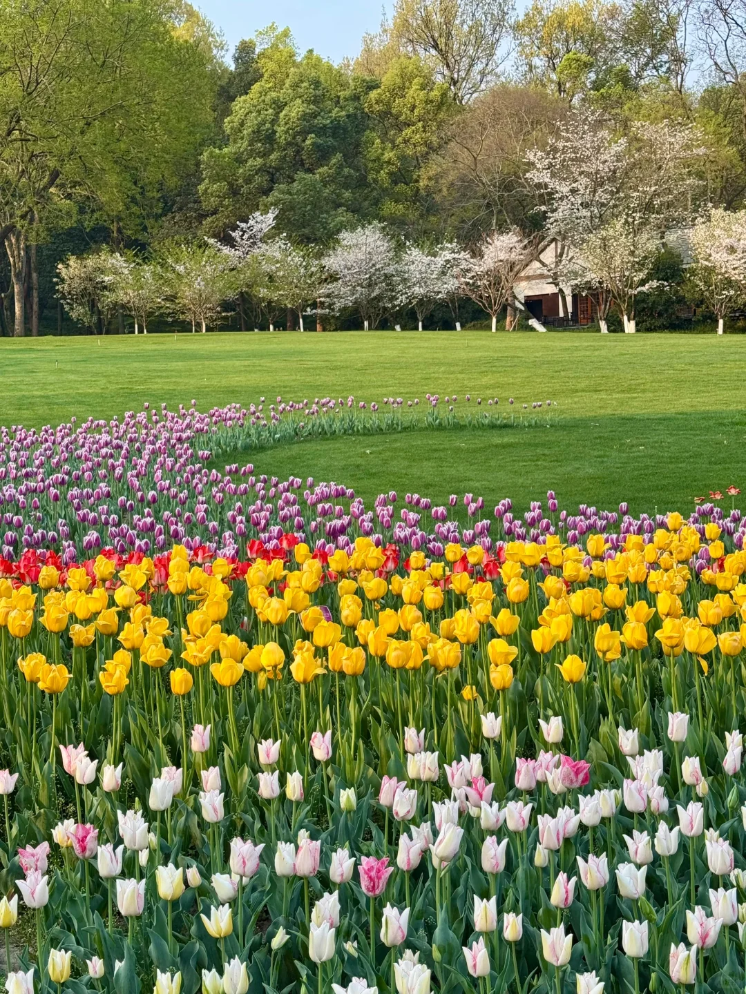 🌷 2025太子湾郁金香超全攻略｜赶早承包花海