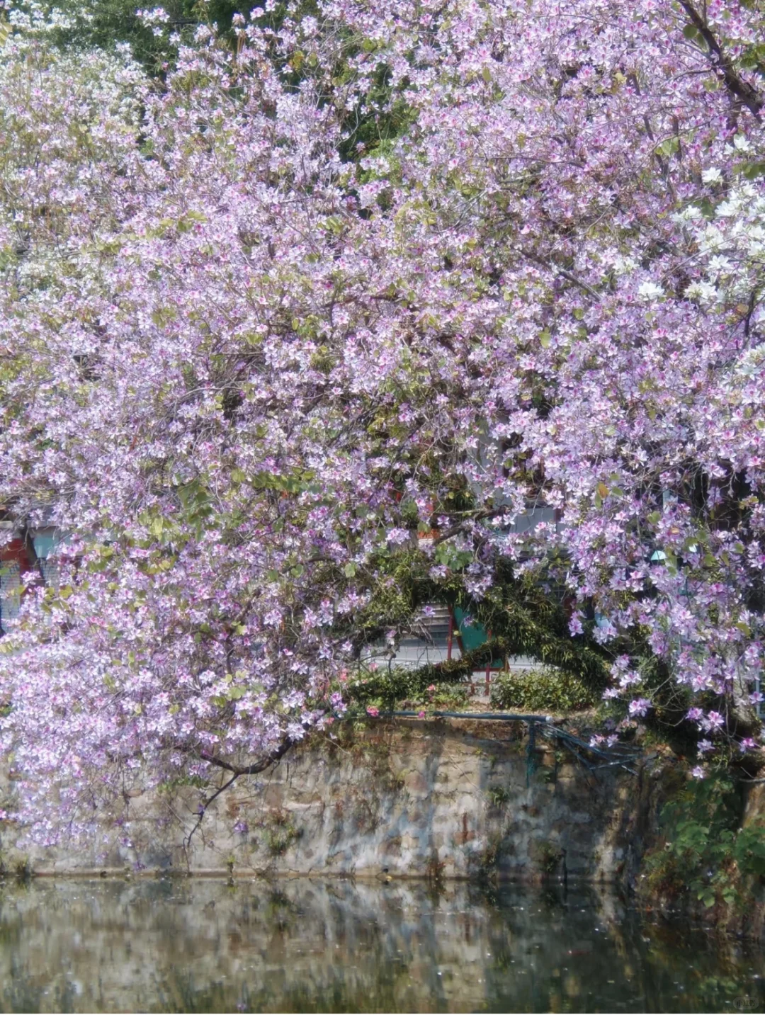肇庆七星岩｜春日已成花海 赏花最全攻略来啦