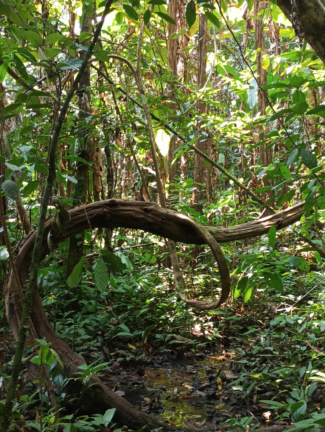 感受原始森林的能量