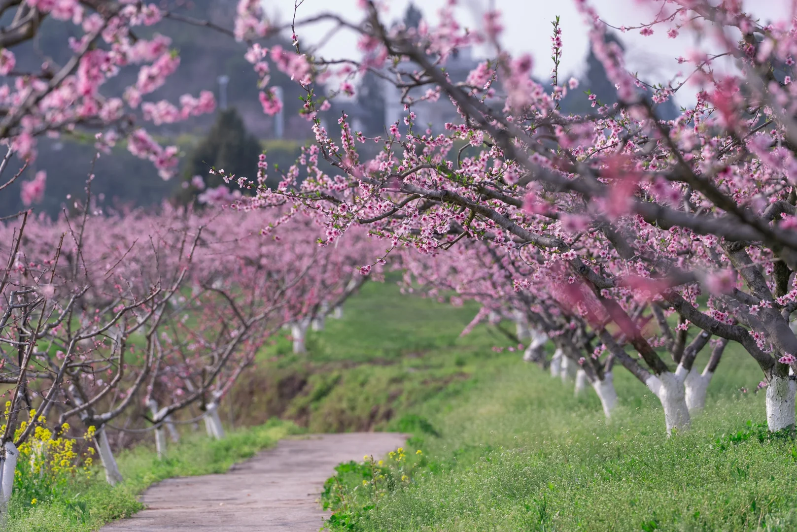 3月顶流预警❗️这粉色烟霞承包四川人的浪漫