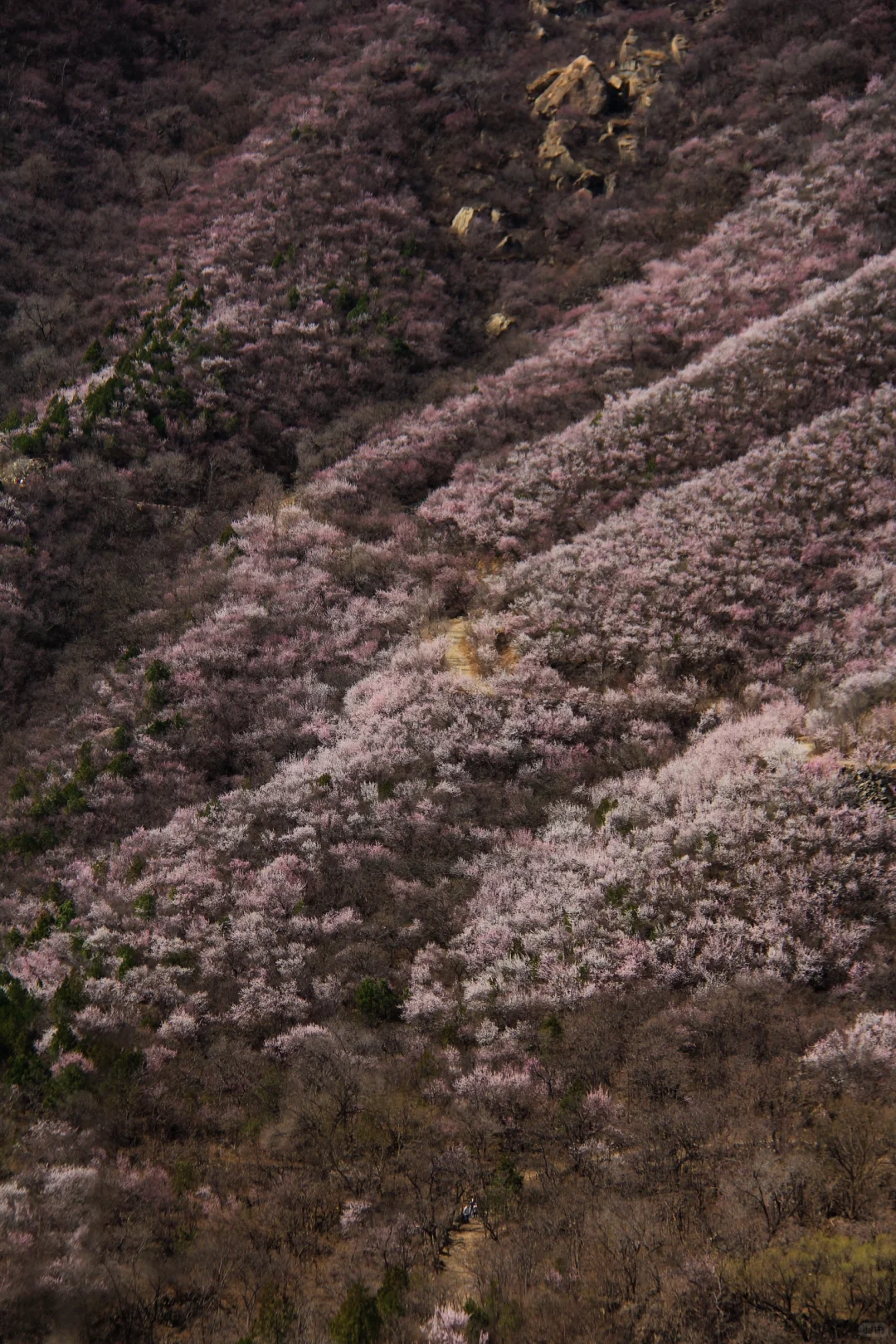 3.21实拍山花烂漫-白虎涧（后花园）